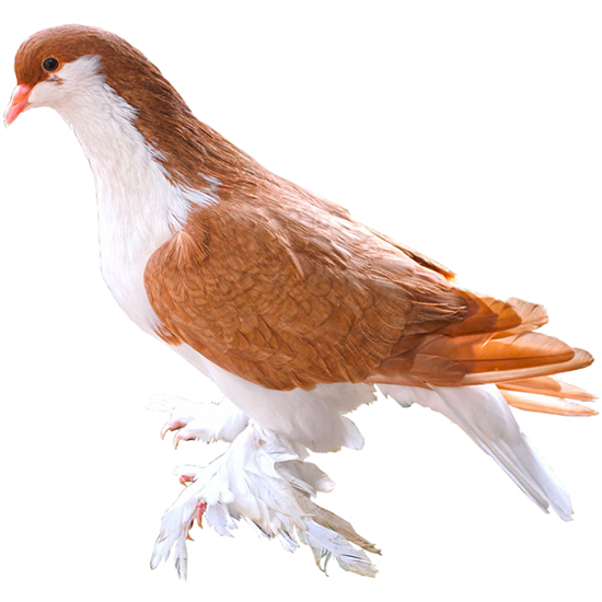 Asian Feather | Voice Pigeons
